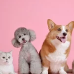 Mơ Thấy Bị Mèo Tấn Công