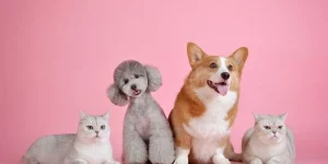 Mơ Thấy Bị Mèo Tấn Công