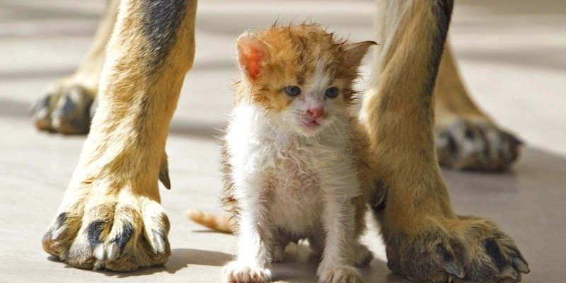 Mơ Thấy Bị Mèo Tấn Công