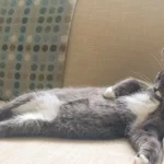 Mơ thấy chơi với mèo