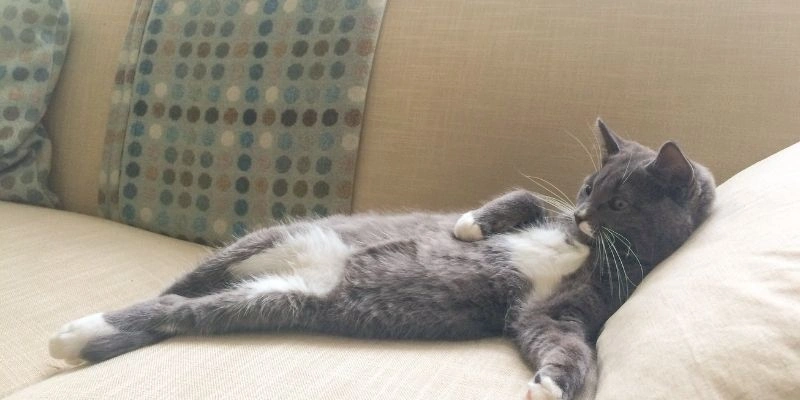 Mơ thấy chơi với mèo