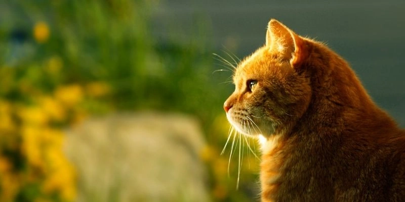 Mơ thấy cứu mèo