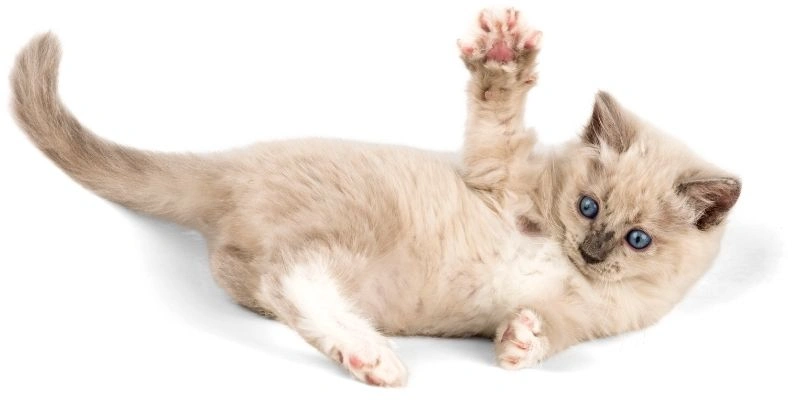 Mơ Thấy Mèo Báo Hiệu Điều Gì