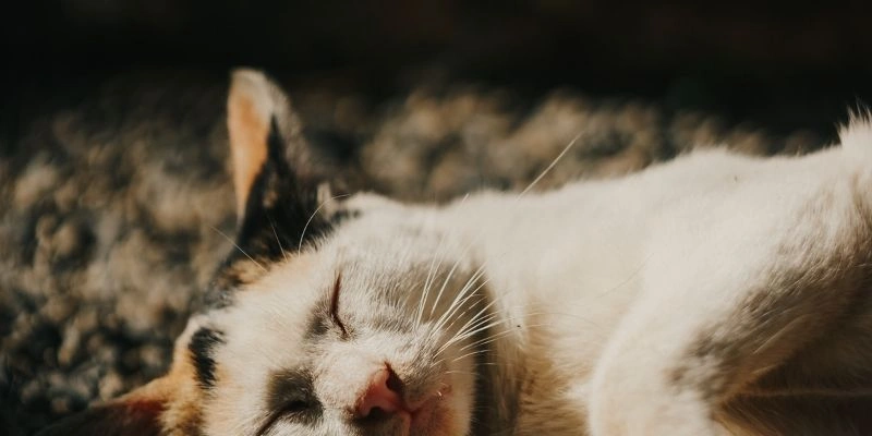 Mơ Thấy Mèo Báo Hiệu Điều Gì