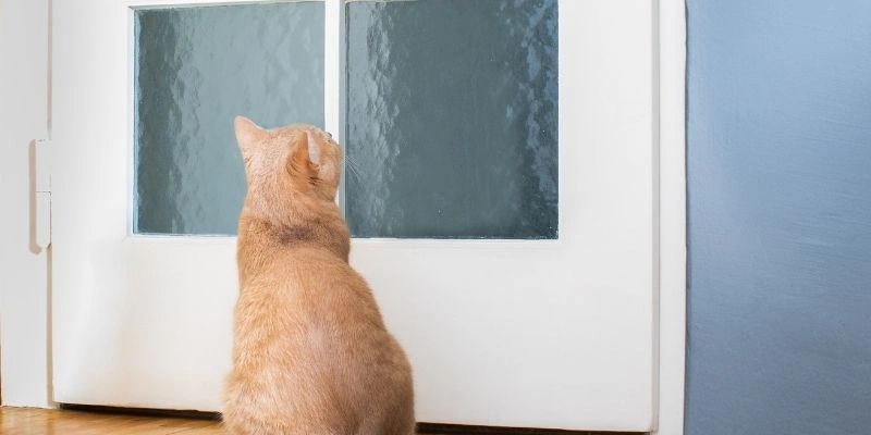 Mơ thấy mèo báo hiệu sức khỏe