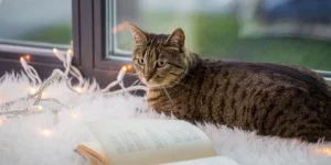 Mơ thấy mèo bắt chuột