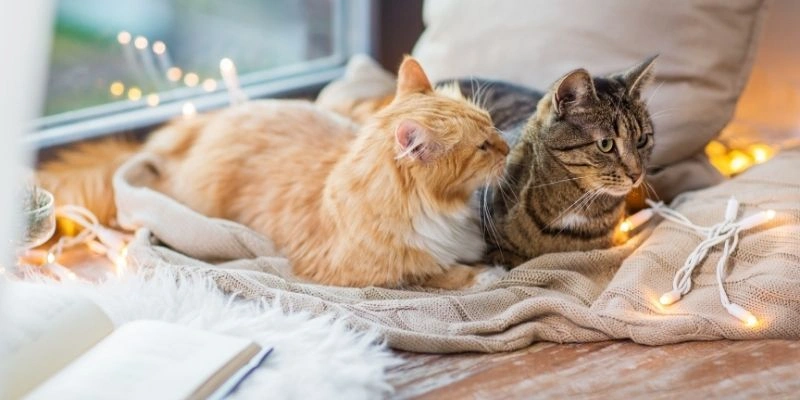 Mơ thấy mèo bắt chuột