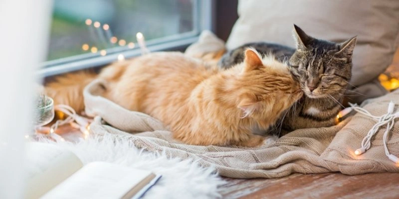Mơ thấy mèo bắt chuột