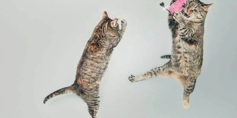 Mơ thấy mèo bị thương