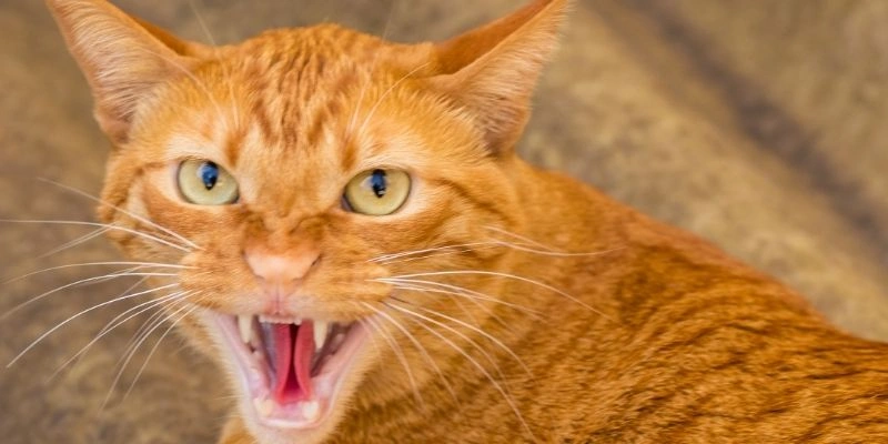 Mơ thấy mèo bị thương