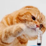Mơ thấy mèo biến thành người