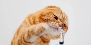 Mơ thấy mèo biến thành người
