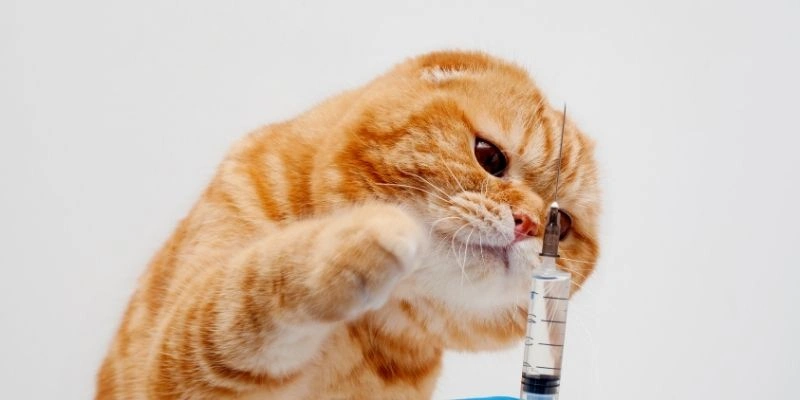 Mơ thấy mèo biến thành người