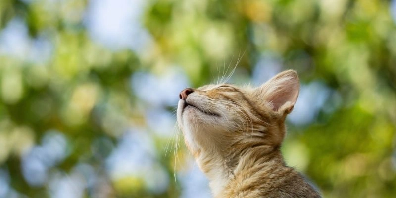 Mơ thấy mèo biến thành người