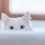 Mơ Thấy Mèo Cắn