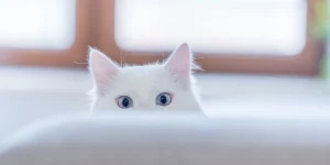 Mơ Thấy Mèo Cắn