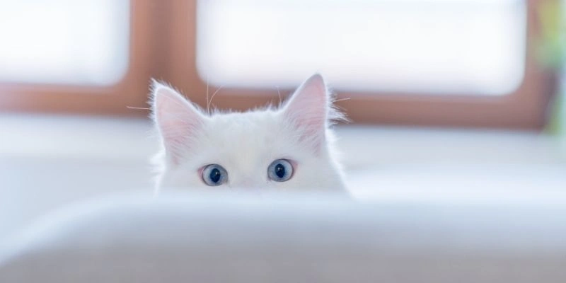 Mơ Thấy Mèo Cắn