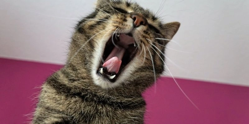 Mơ Thấy Mèo Chết