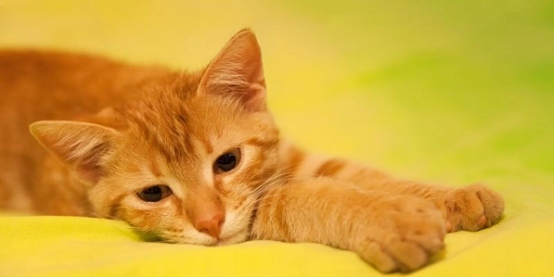 Mơ thấy mèo chết đánh con gì