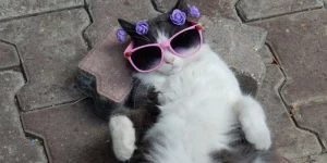 Mơ Thấy Mèo Có Ý Nghĩa Gì