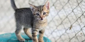 Mơ Thấy Mèo Có Ý Nghĩa Gì