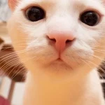 Mơ thấy mèo con