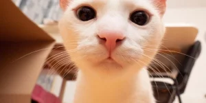 Mơ thấy mèo con