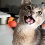 Mơ thấy mèo con đánh số gì