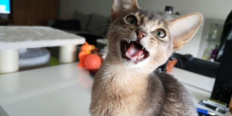 Mơ thấy mèo con đánh số gì