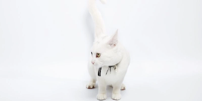 Mơ thấy mèo đánh số gì