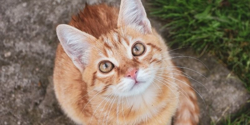 Mơ thấy mèo đẻ