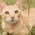 Mơ thấy mèo đen đánh số mấy