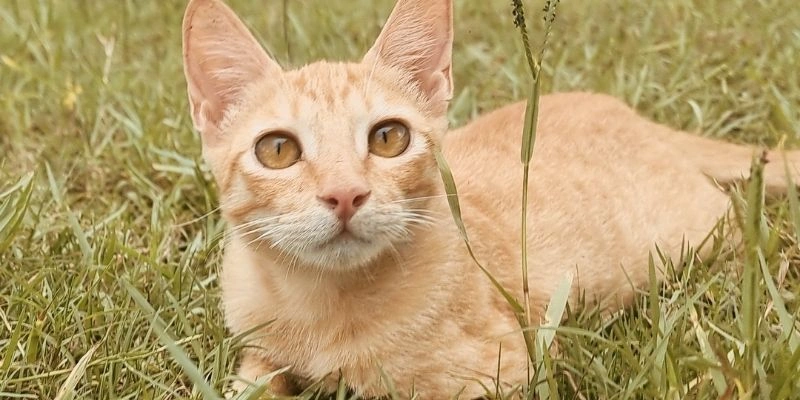 Mơ thấy mèo đen đánh số mấy