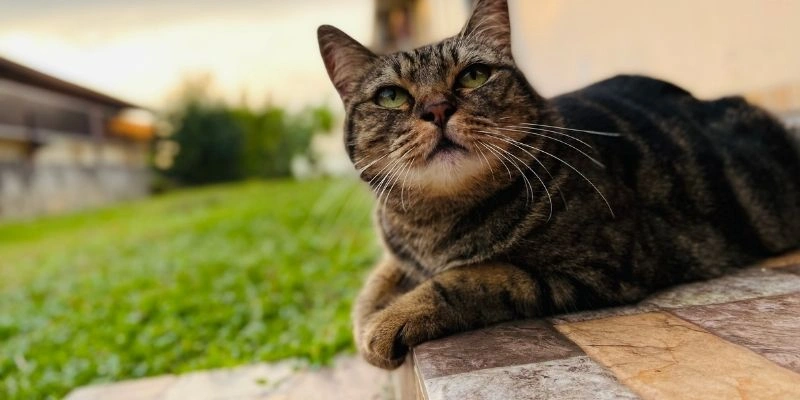 Mơ thấy mèo đen đánh số mấy