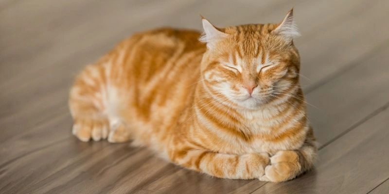 Mơ thấy mèo đen
