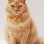 Mơ thấy mèo kêu
