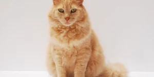 Mơ thấy mèo kêu