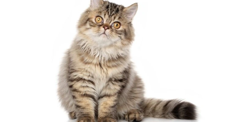 Mơ Thấy Mèo Là Điềm Gì