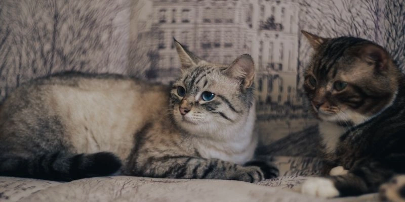 Mơ thấy mèo lạ xuất hiện