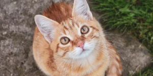 Mơ thấy mèo mất tích