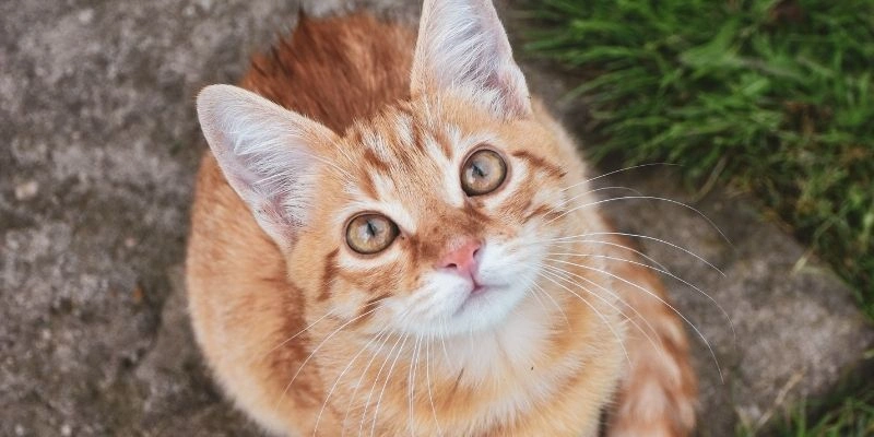 Mơ thấy mèo mất tích