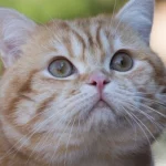 Mơ thấy mèo nhảy lên người