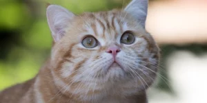 Mơ thấy mèo nhảy lên người