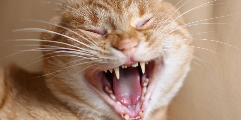 Mơ thấy mèo nói chuyện