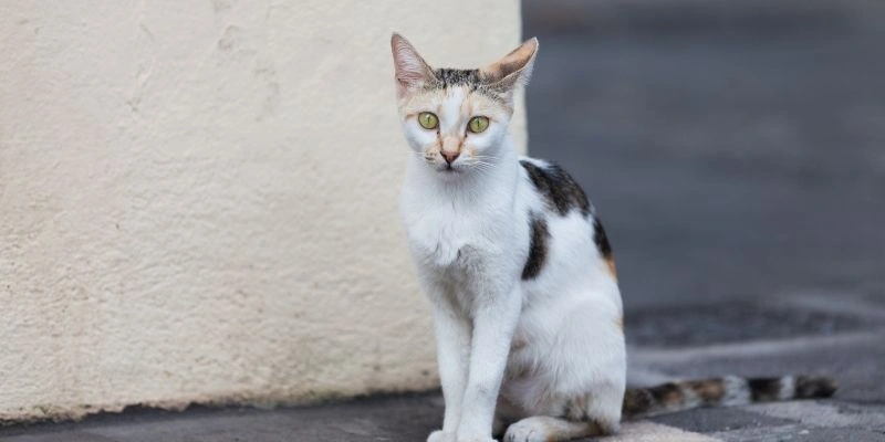 Mơ thấy mèo sinh sản