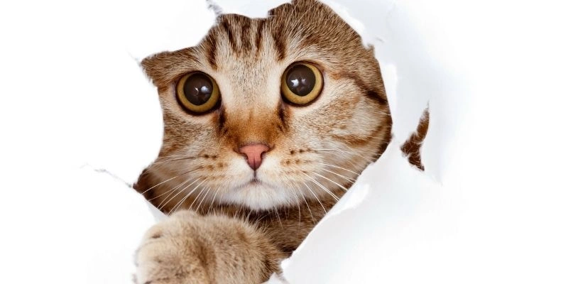 Mơ Thấy Mèo Tốt Hay Xấu