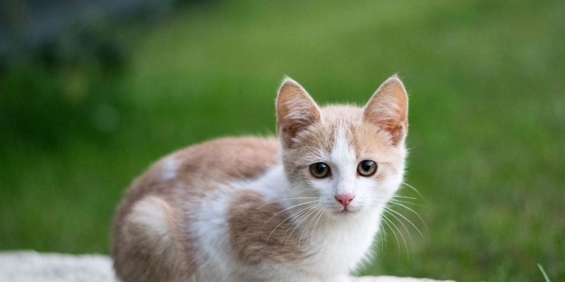 Mơ Thấy Mèo Tốt Hay Xấu