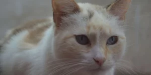 Mơ Thấy Mèo Trắng