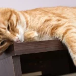 Mơ thấy mèo trong Kitô giáo