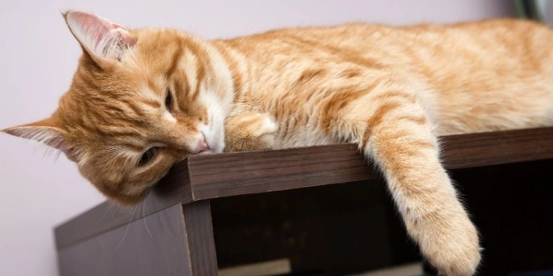 Mơ thấy mèo trong Kitô giáo